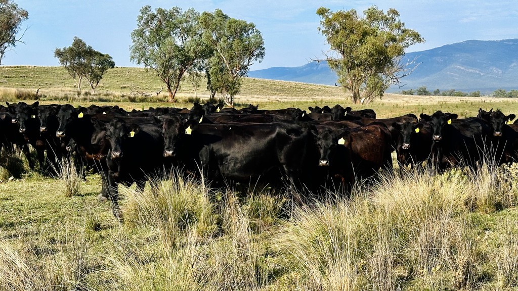 Productive grazing and mixed farming holding, boasting fertile soils and excellent water